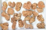 Lot: Sandstone Concretions (Pseudo-Stromatolites) - Pieces #82764-2